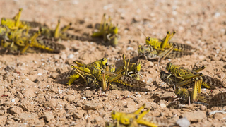 Scientist Wants to Engineer Locusts Into Remote-Controlled Bomb Detectors
